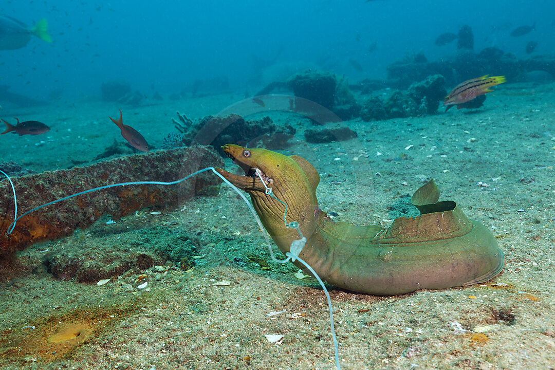 Panamic Green Moray Eel on hook, Gymnothorax castaneus, La Paz, Baja California Sur, Mexico