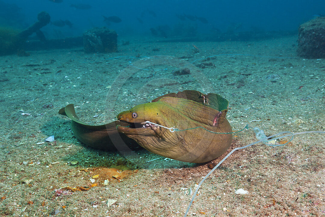 Panamic Green Moray Eel on hook, Gymnothorax castaneus, La Paz, Baja California Sur, Mexico