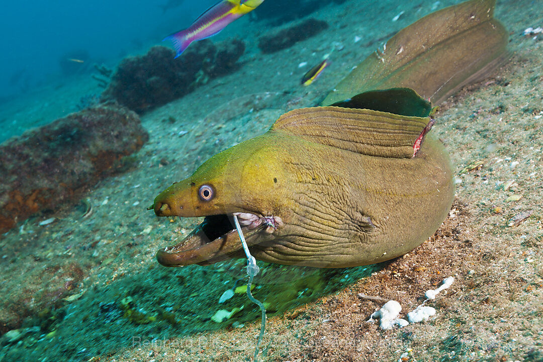 Panamic Green Moray Eel on hook, Gymnothorax castaneus, La Paz, Baja California Sur, Mexico