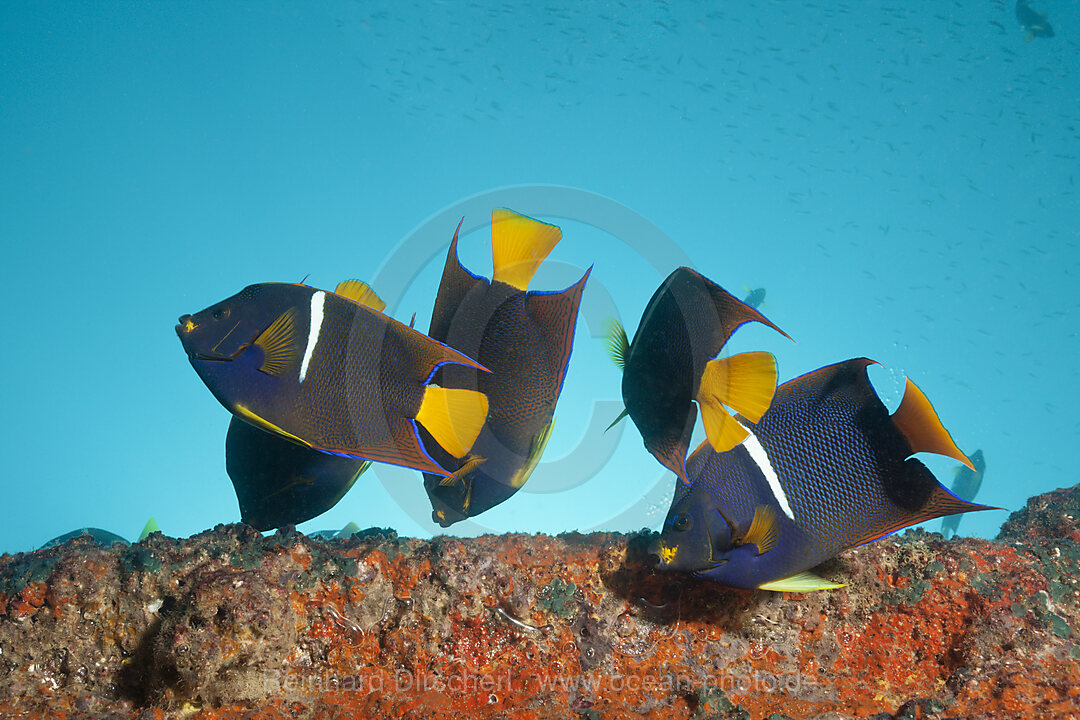 Cortez Angelfishes at Salvatierra Wreck, Holacanthus passer, La Paz, Baja California Sur, Mexico