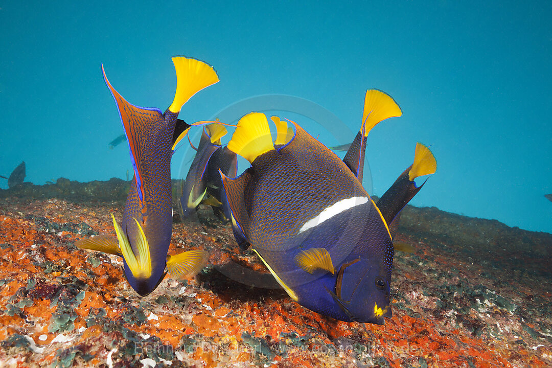 Kalifornische Engelfische am Salvatierra Wrack, Holacanthus passer, La Paz, Baja California Sur, Mexiko