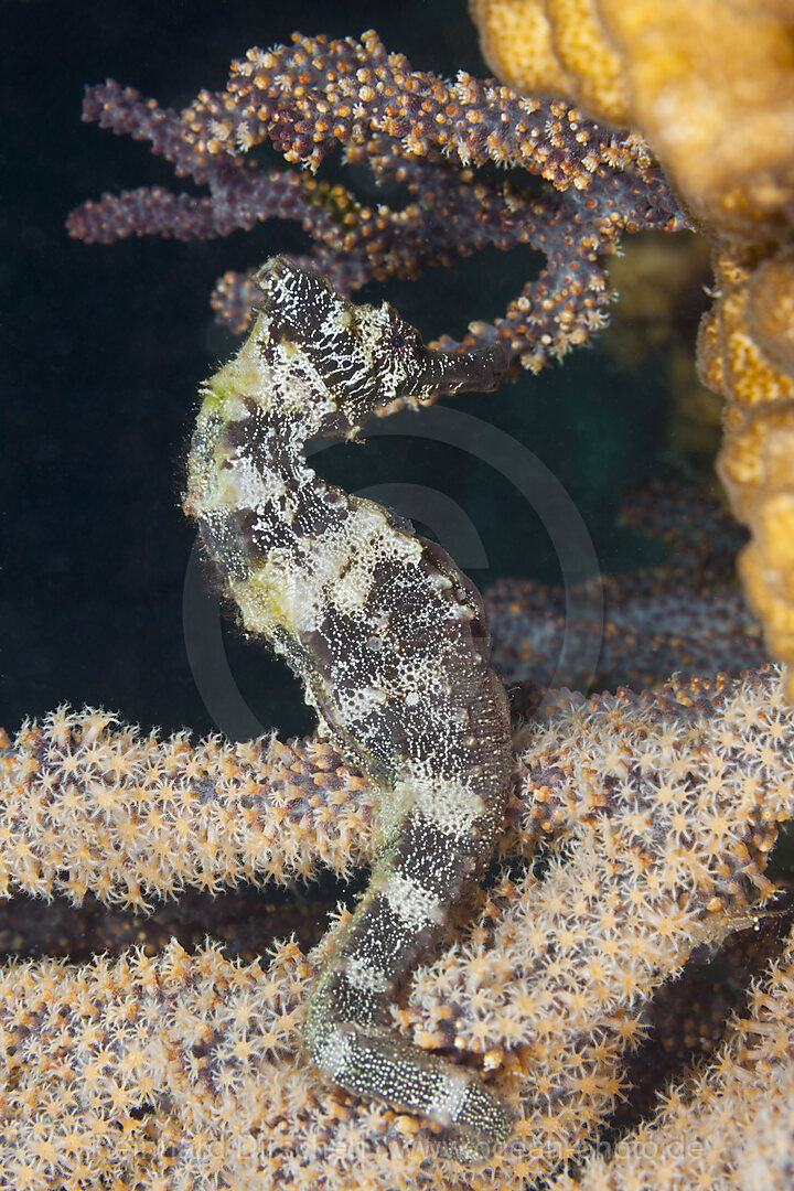 Pazifisches Seepferdchen, Hippocampus ingens, La Paz, Baja California Sur, Mexiko