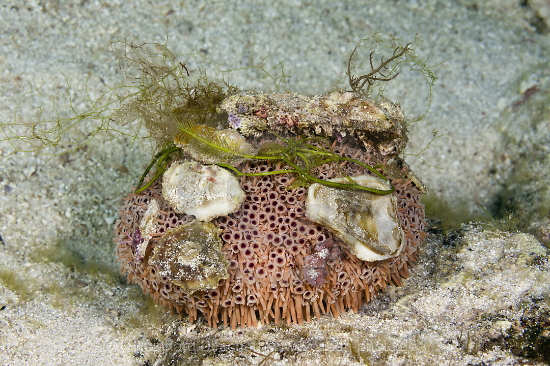 Giftzangen-Seeigel, Toxopneustes roseus, La Paz, Baja California Sur, Mexiko