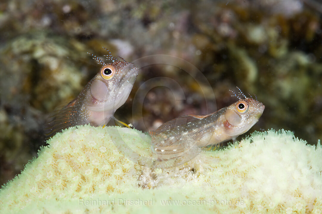 Hechtschleimfische, Acanthemblemaria crockeri, La Paz, Baja California Sur, Mexiko