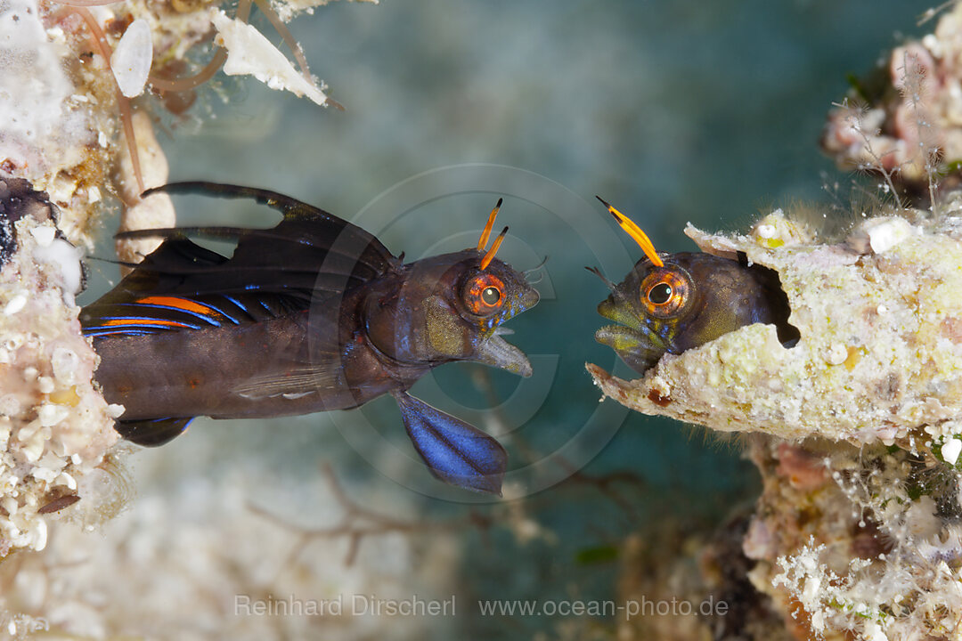 Gulf Signal Blennies in threatening posture, Emblemaria hypacanthus, La Paz, Baja California Sur, Mexico