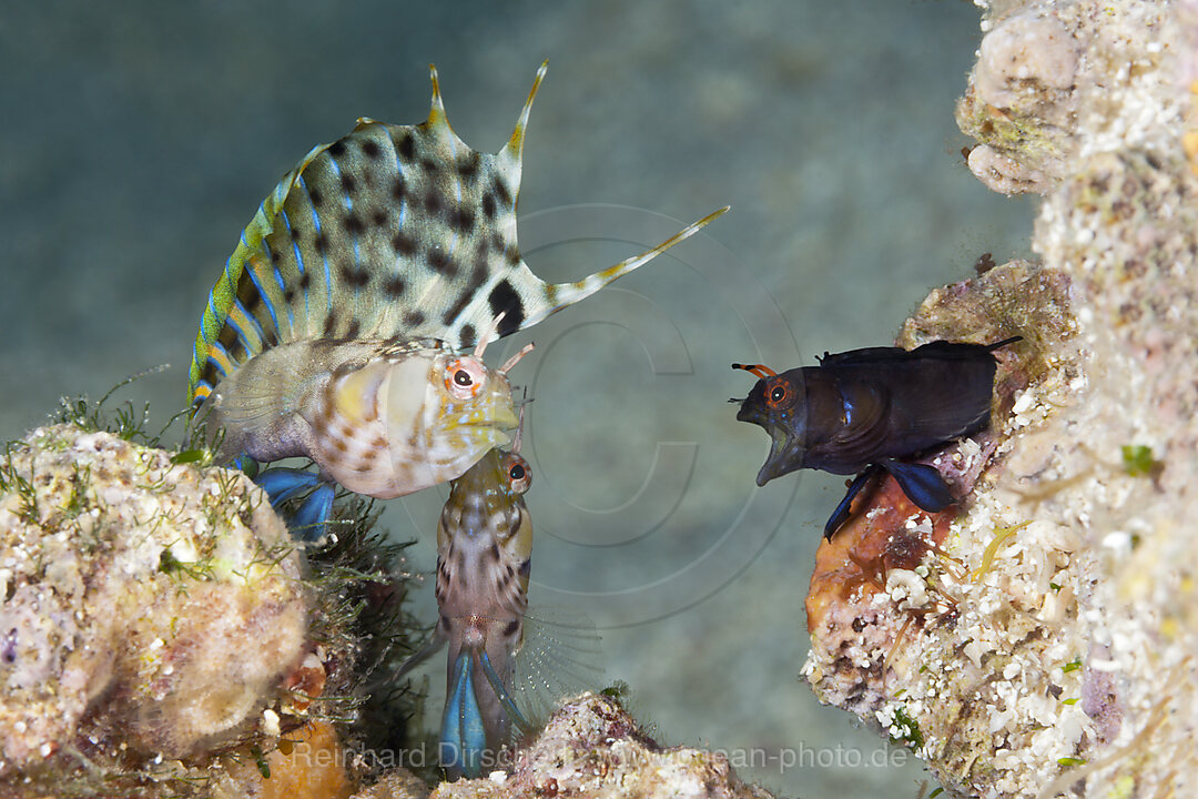 Segelflossen-Blenny in Drohhaltung, Emblemaria walkeri, La Paz, Baja California Sur, Mexiko