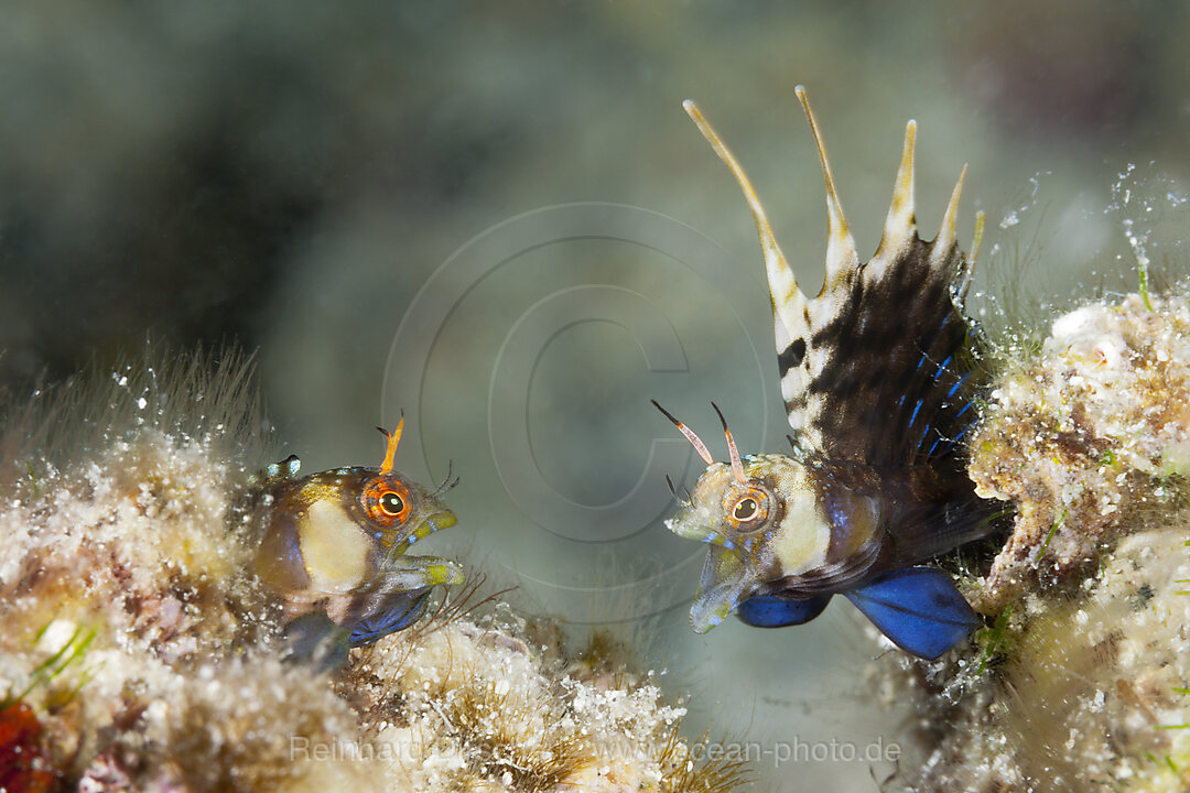 Segelflossen-Blenny in Drohhaltung, Emblemaria walkeri, La Paz, Baja California Sur, Mexiko