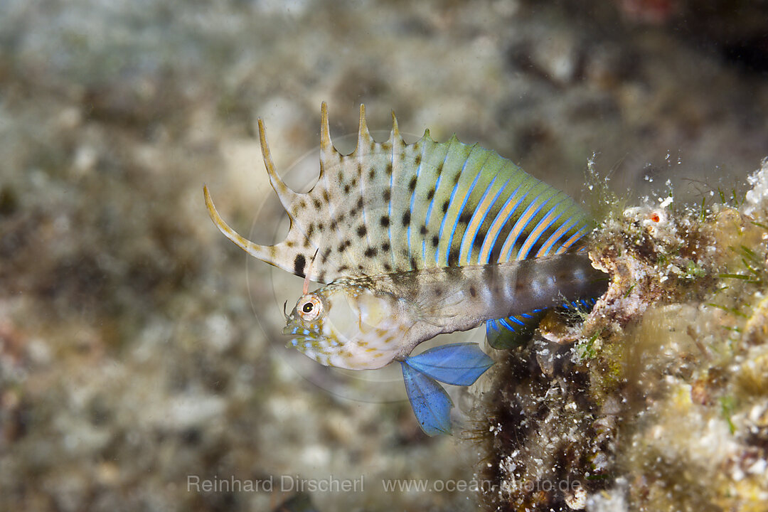 Elusive Signal Blennies in threatening posture, Emblemaria walkeri, La Paz, Baja California Sur, Mexico