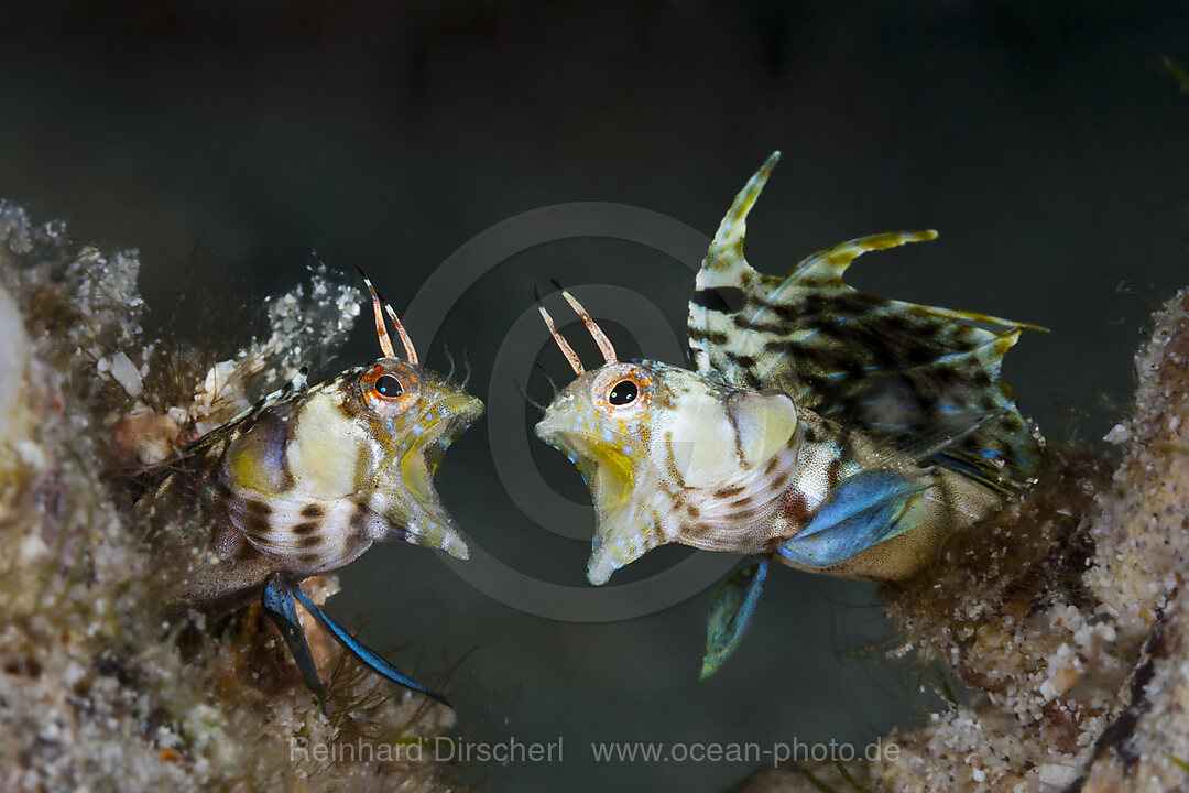 Segelflossen-Blenny in Drohhaltung, Emblemaria walkeri, La Paz, Baja California Sur, Mexiko