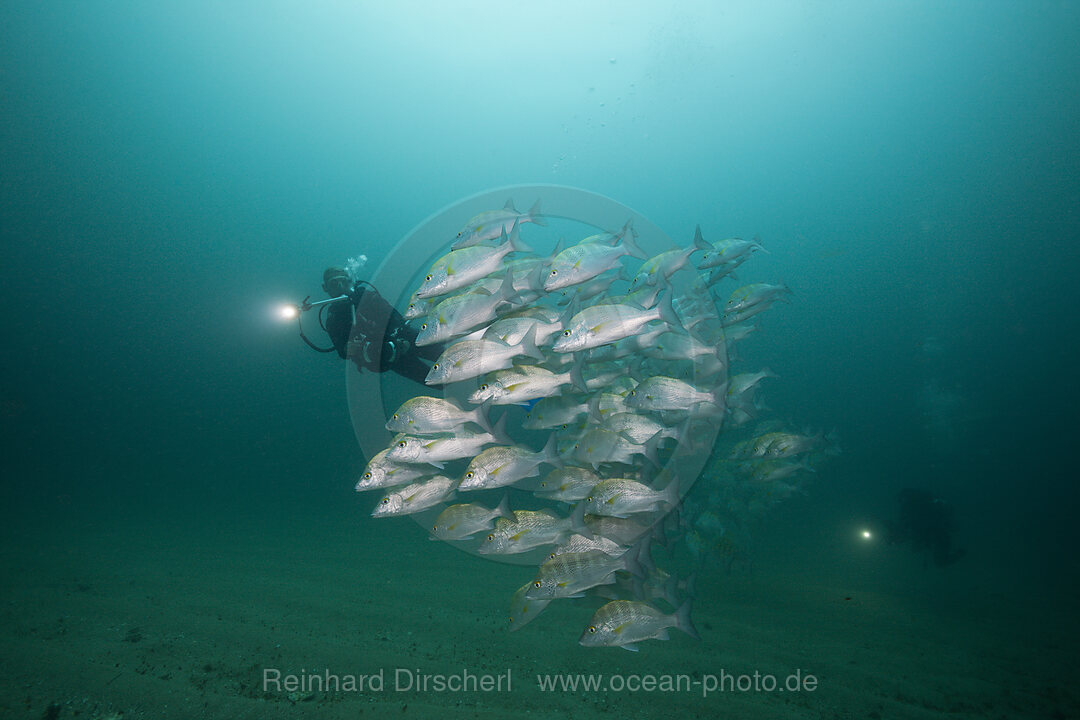 Scuba Diver and Dog Snapper, Lutjanus novemfasciatus, Cabo Pulmo, Baja California Sur, Mexico