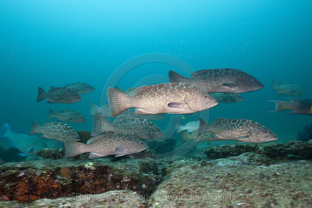 Schwarm Golfbarsche, Mycteroperca jordani, Cabo Pulmo, Baja California Sur, Mexiko