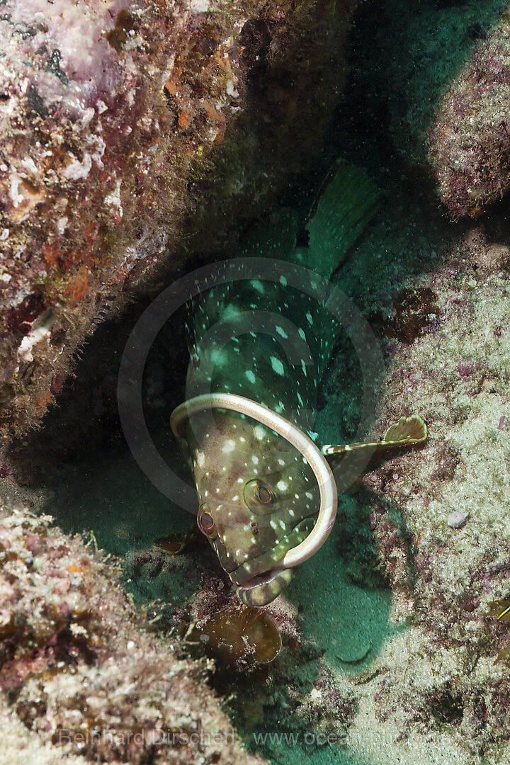 Starry Grouper captures Garden Eel, Epinephelus labriformes, Cabo Pulmo, Baja California Sur, Mexico