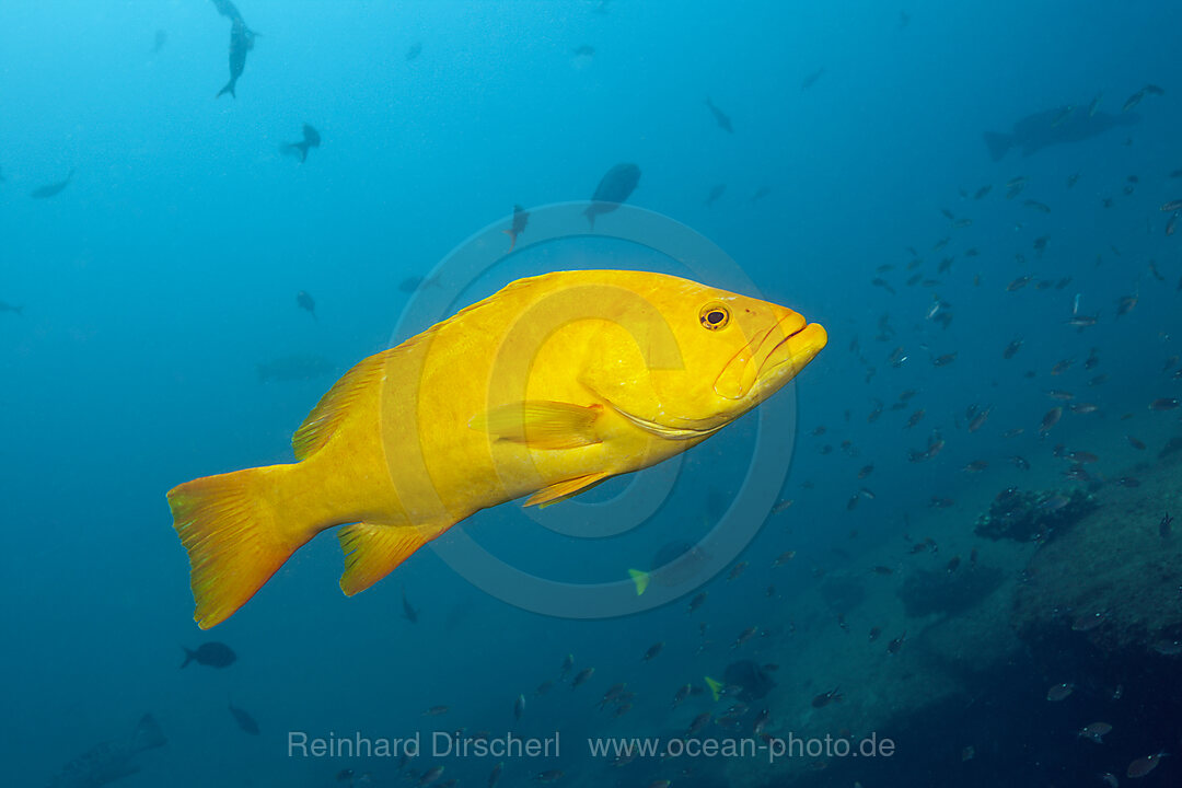 Gulf Grouper in yellow phase, Mycteroperca jordani, Cabo Pulmo, Baja California Sur, Mexico