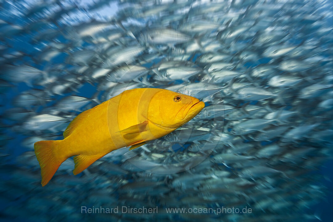 Gulf Grouper in yellow phase, Mycteroperca jordani, Cabo Pulmo, Baja California Sur, Mexico