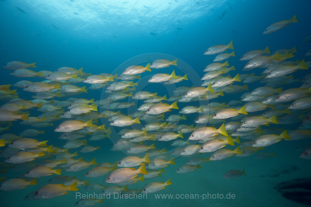 Schwarm Gelbe Schnapper, Lutjanus argentiventris, Cabo Pulmo, Baja California Sur, Mexiko