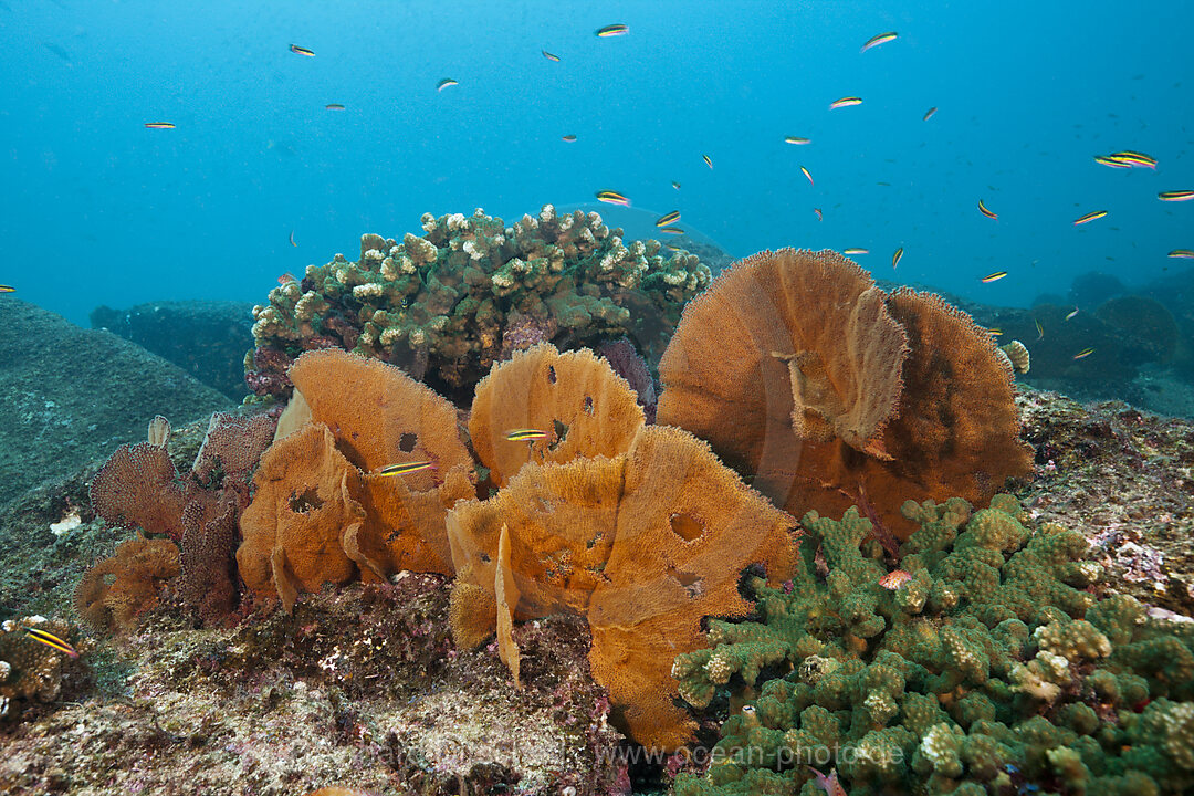 Seefaecher am Riff, Cabo Pulmo, Baja California Sur, Mexiko