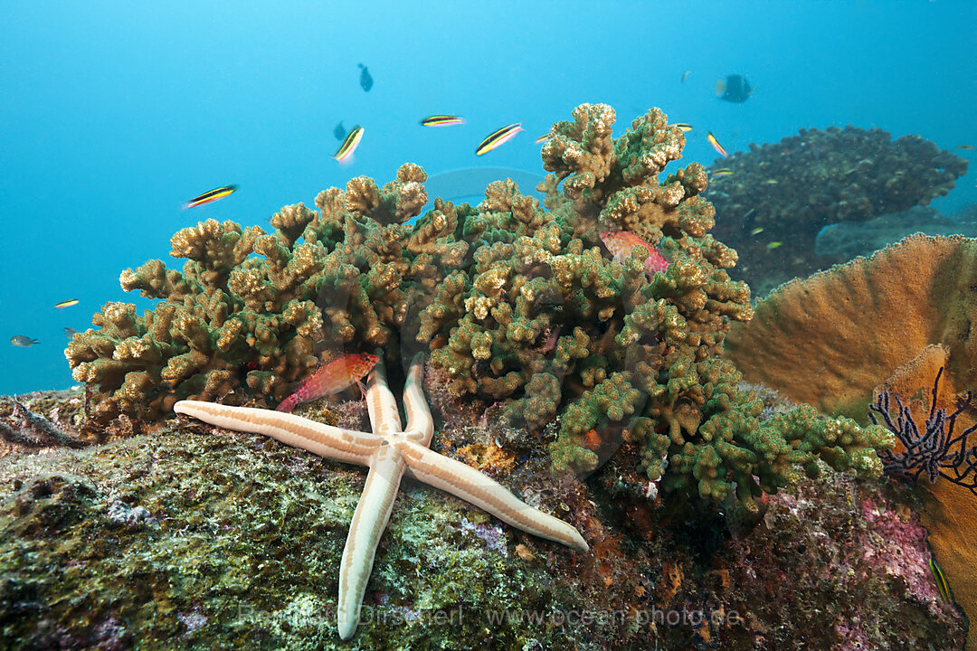 Starfish in Coral Reef, Phataria unifascialis, Cabo Pulmo, Baja California Sur, Mexico