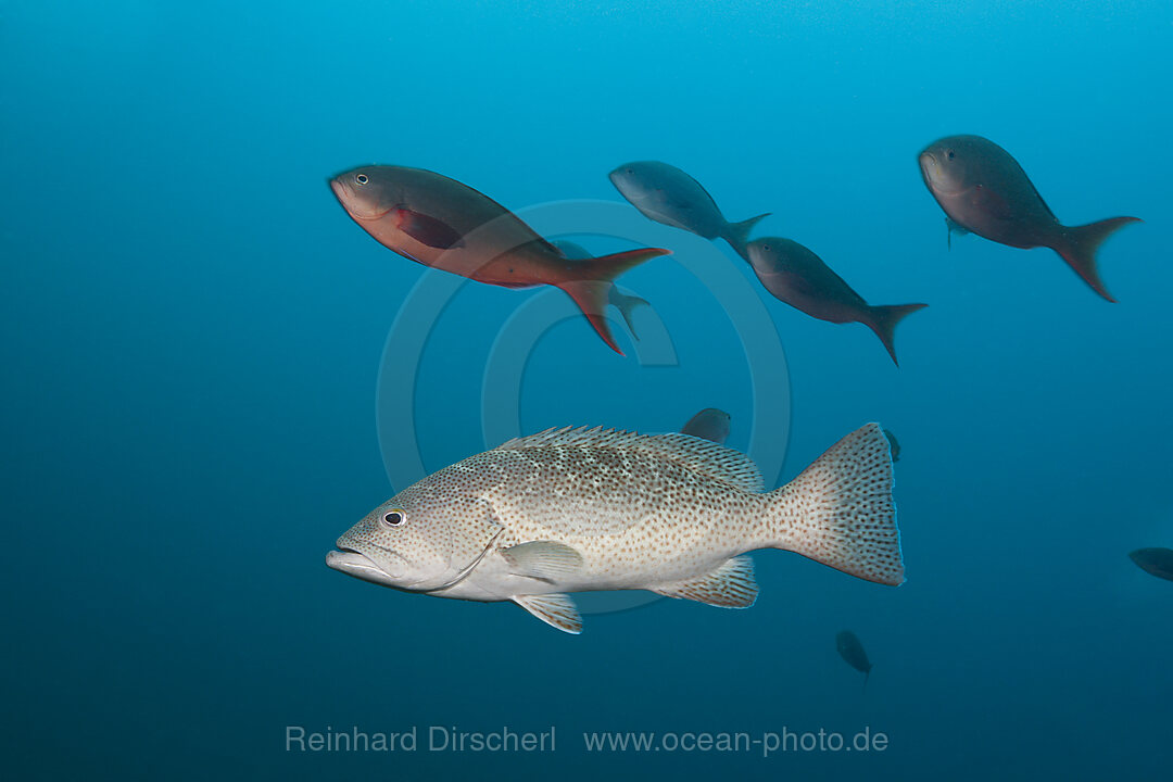 Golfbarsch, Mycteroperca jordani, Cabo Pulmo, Baja California Sur, Mexiko