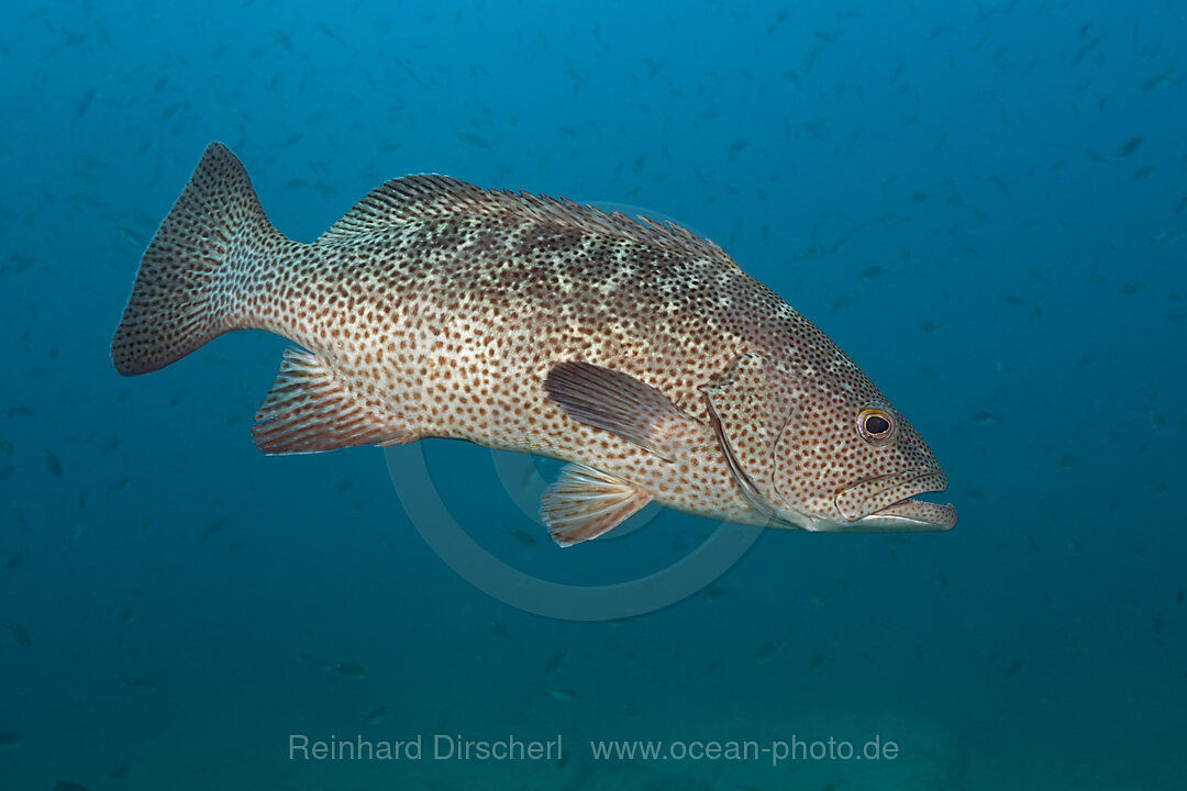 Golfbarsch, Mycteroperca jordani, Cabo Pulmo, Baja California Sur, Mexiko