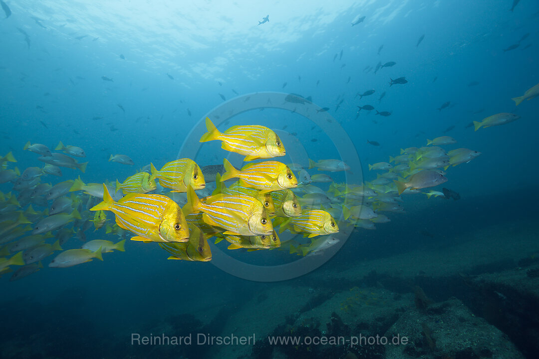 Schwarm Panama-Grunzer, Anisotremus taeniatus, Cabo Pulmo, Baja California Sur, Mexiko