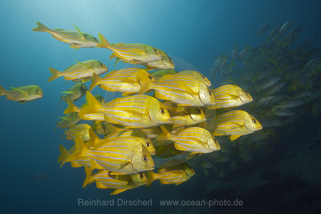 Shoal of Panamic Porkfish, Anisotremus taeniatus, Cabo Pulmo, Baja California Sur, Mexico