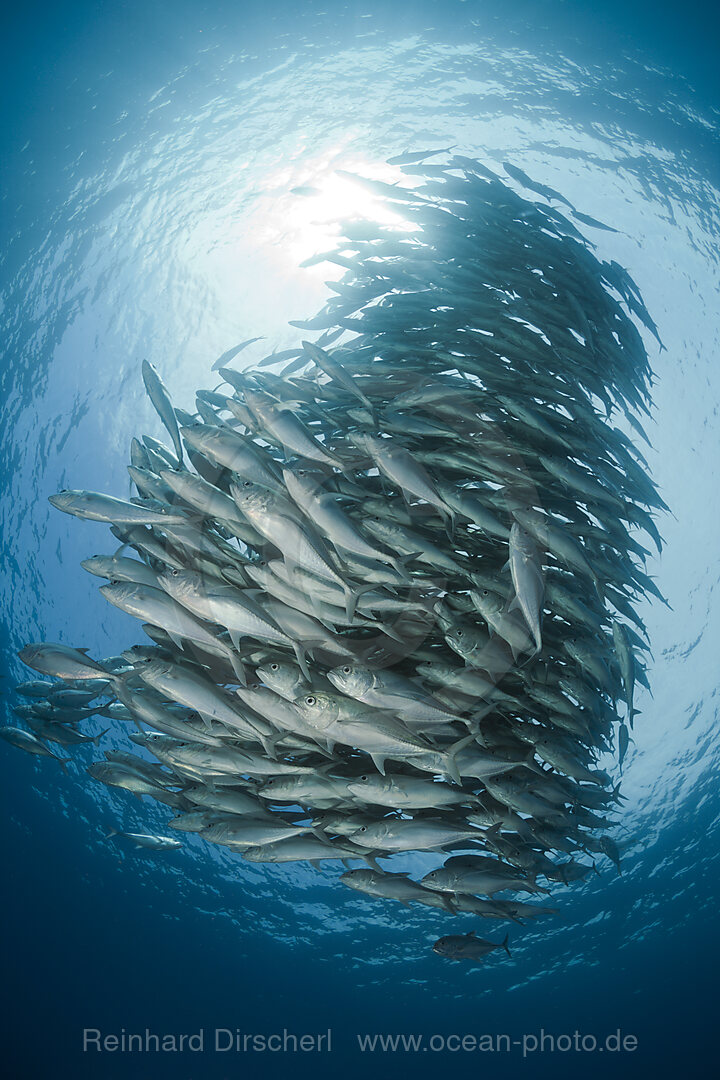 Schwarm Großaugen-Stachelmakrelen, Caranx sexfasciatus, Cabo Pulmo, Baja California Sur, Mexiko