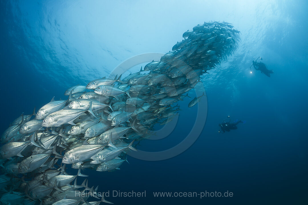 Taucher und Schwarm Großaugen-Stachelmakrelen, Caranx sexfasciatus, Cabo Pulmo, Baja California Sur, Mexiko