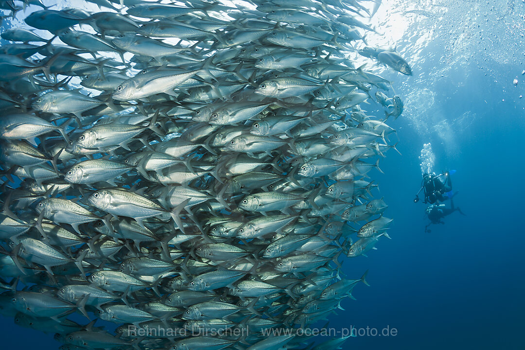 Taucher und Schwarm Großaugen-Stachelmakrelen, Caranx sexfasciatus, Cabo Pulmo, Baja California Sur, Mexiko
