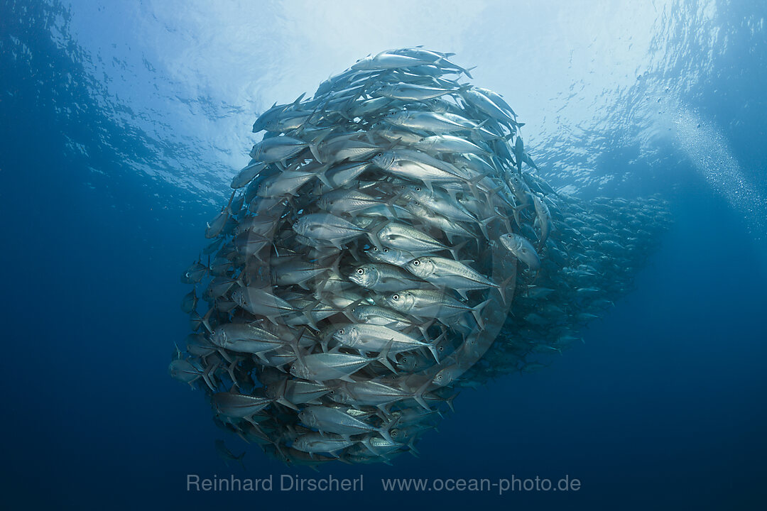Schwarm Großaugen-Stachelmakrelen, Caranx sexfasciatus, Cabo Pulmo, Baja California Sur, Mexiko