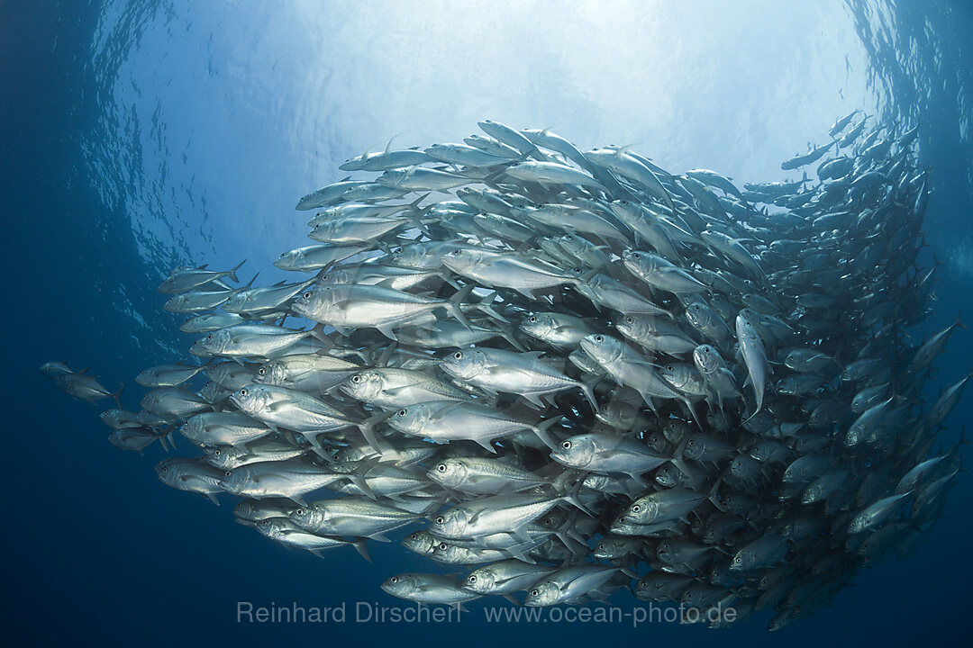 Schwarm Groaugen-Stachelmakrelen, Caranx sexfasciatus, Cabo Pulmo, Baja California Sur, Mexiko