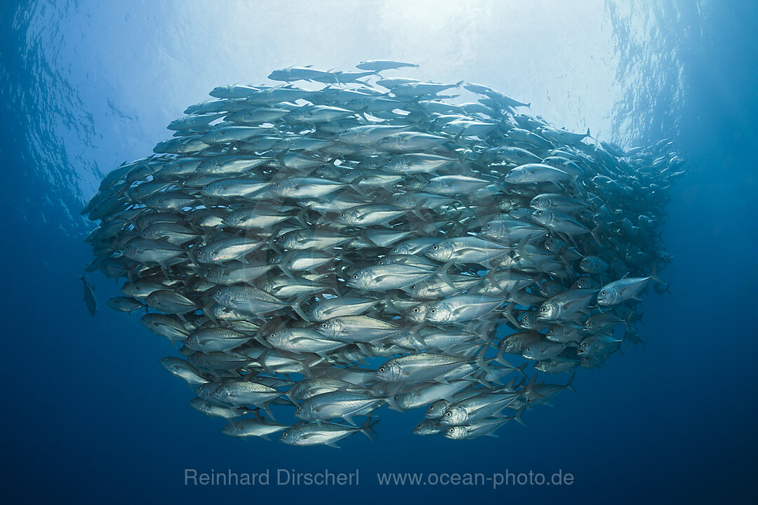 Schwarm Großaugen-Stachelmakrelen, Caranx sexfasciatus, Cabo Pulmo, Baja California Sur, Mexiko