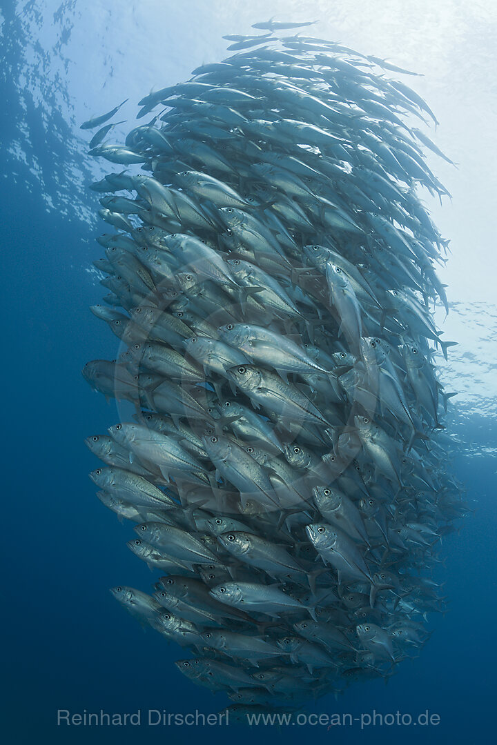 Schwarm Großaugen-Stachelmakrelen, Caranx sexfasciatus, Cabo Pulmo, Baja California Sur, Mexiko