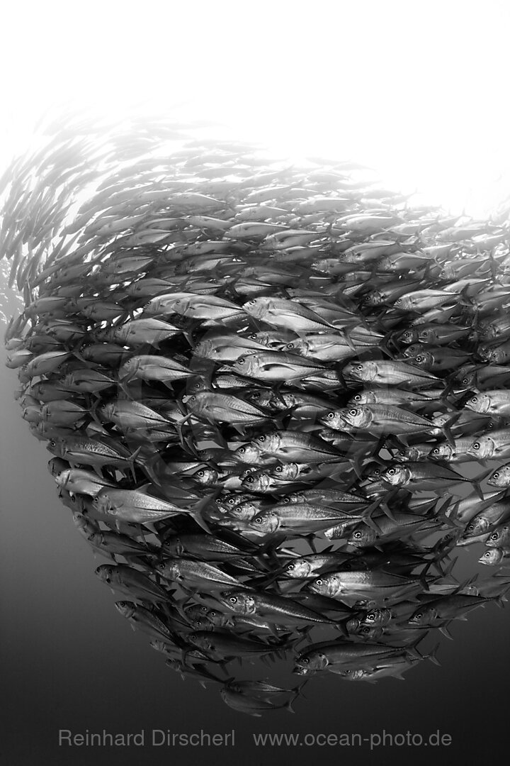 Schwarm Großaugen-Stachelmakrelen, Caranx sexfasciatus, Cabo Pulmo, Baja California Sur, Mexiko