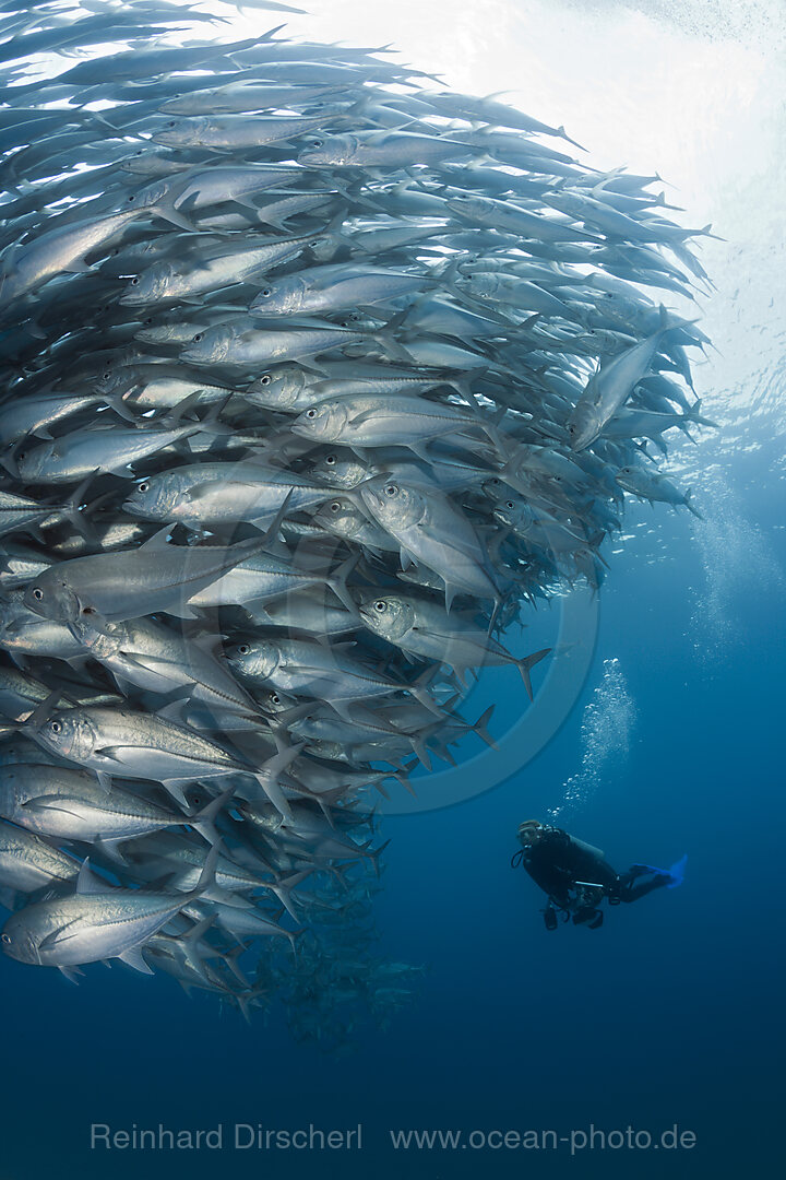Taucher und Schwarm Großaugen-Stachelmakrelen, Caranx sexfasciatus, Cabo Pulmo, Baja California Sur, Mexiko