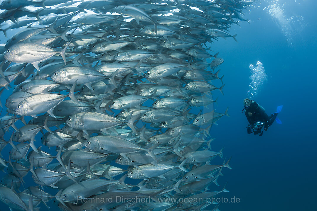 Shoal of Bigeye Trevally, Caranx sexfasciatus, Cabo Pulmo, Baja California Sur, Mexico