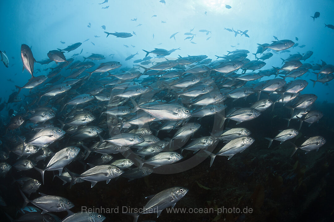Schwarm Großaugen-Stachelmakrelen, Caranx sexfasciatus, Cabo Pulmo, Baja California Sur, Mexiko