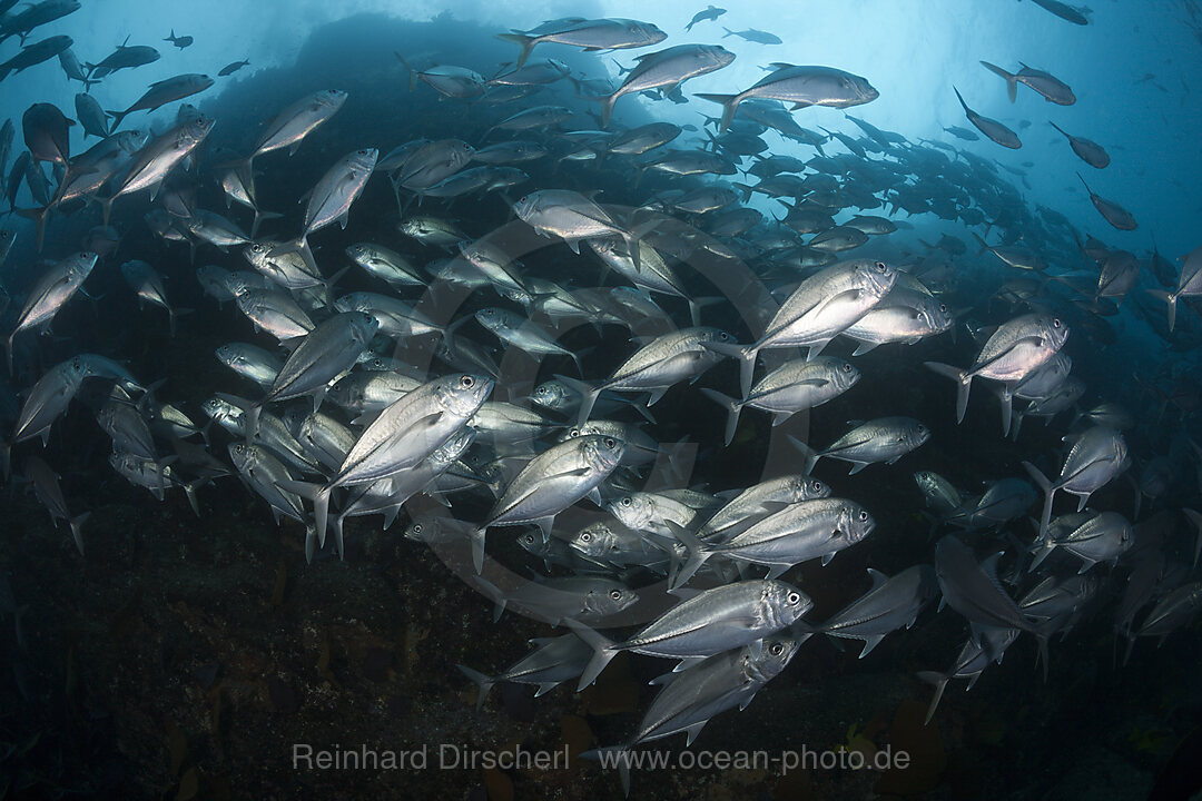 Schwarm Großaugen-Stachelmakrelen, Caranx sexfasciatus, Cabo Pulmo, Baja California Sur, Mexiko