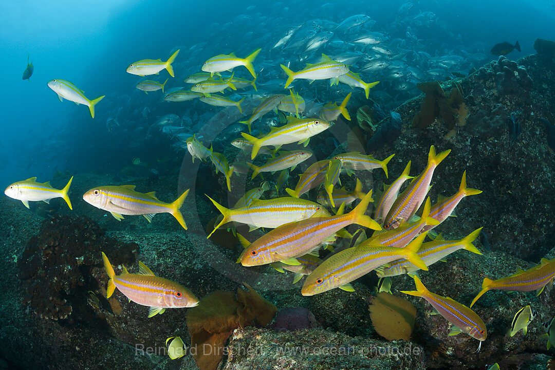 Shoal of Mexican Goatfishes, Mulloidichthys dentatus, Cabo Pulmo, Baja California Sur, Mexico