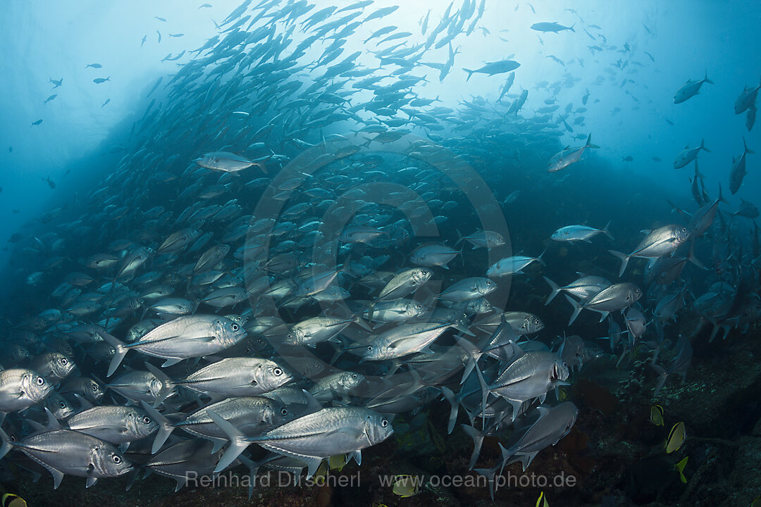 Schwarm Großaugen-Stachelmakrelen, Caranx sexfasciatus, Cabo Pulmo, Baja California Sur, Mexiko