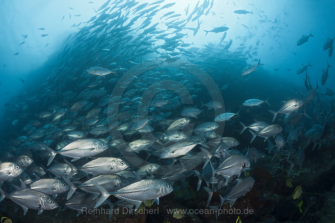 Schwarm Groaugen-Stachelmakrelen, Caranx sexfasciatus, Cabo Pulmo, Baja California Sur, Mexiko