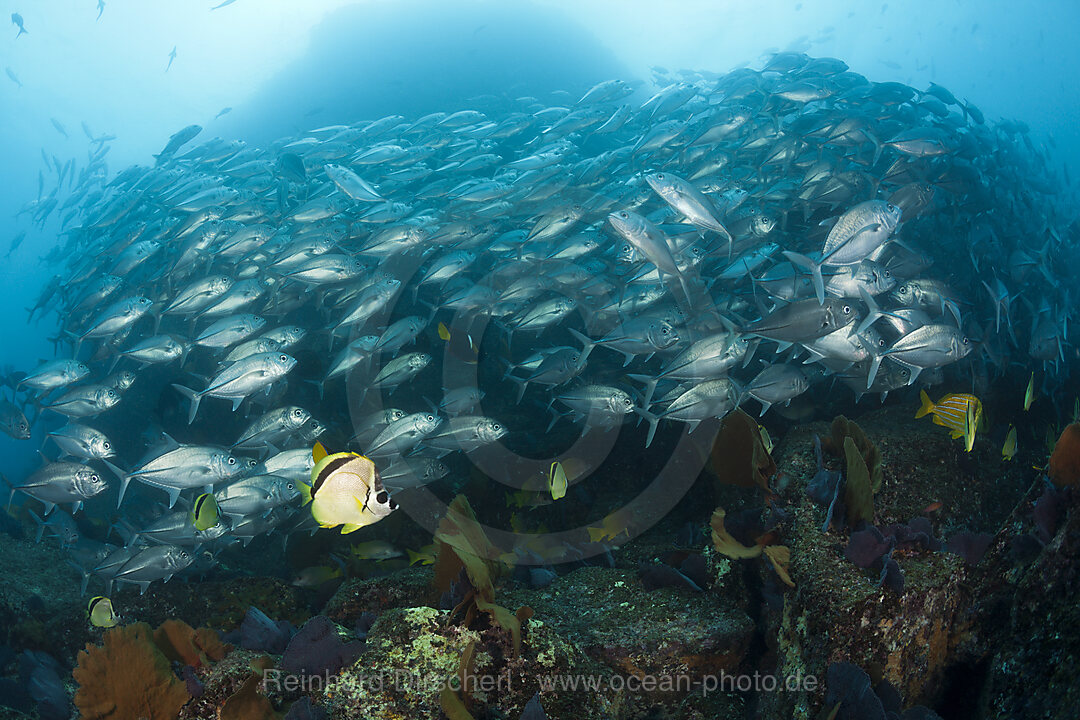 Großaugen-Stachelmakrelen und Barbier-Falterfische, Caranx sexfasciatus, Cabo Pulmo, Baja California Sur, Mexiko