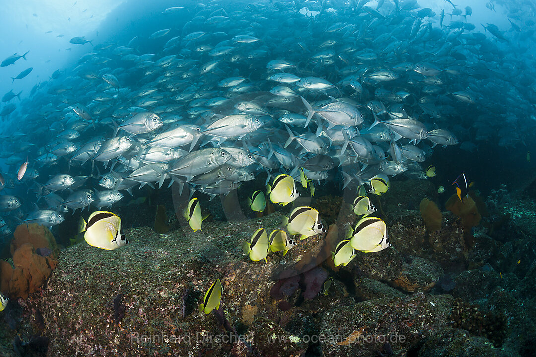 Großaugen-Stachelmakrelen und Barbier-Falterfische, Caranx sexfasciatus, Cabo Pulmo, Baja California Sur, Mexiko