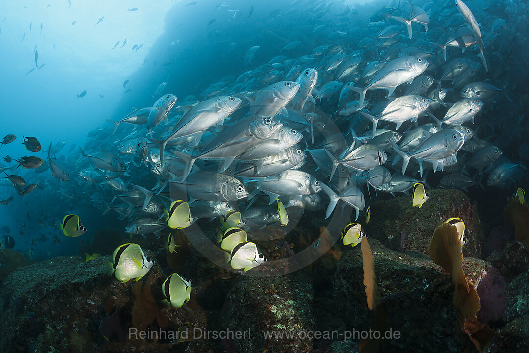 Großaugen-Stachelmakrelen und Barbier-Falterfische, Caranx sexfasciatus, Cabo Pulmo, Baja California Sur, Mexiko