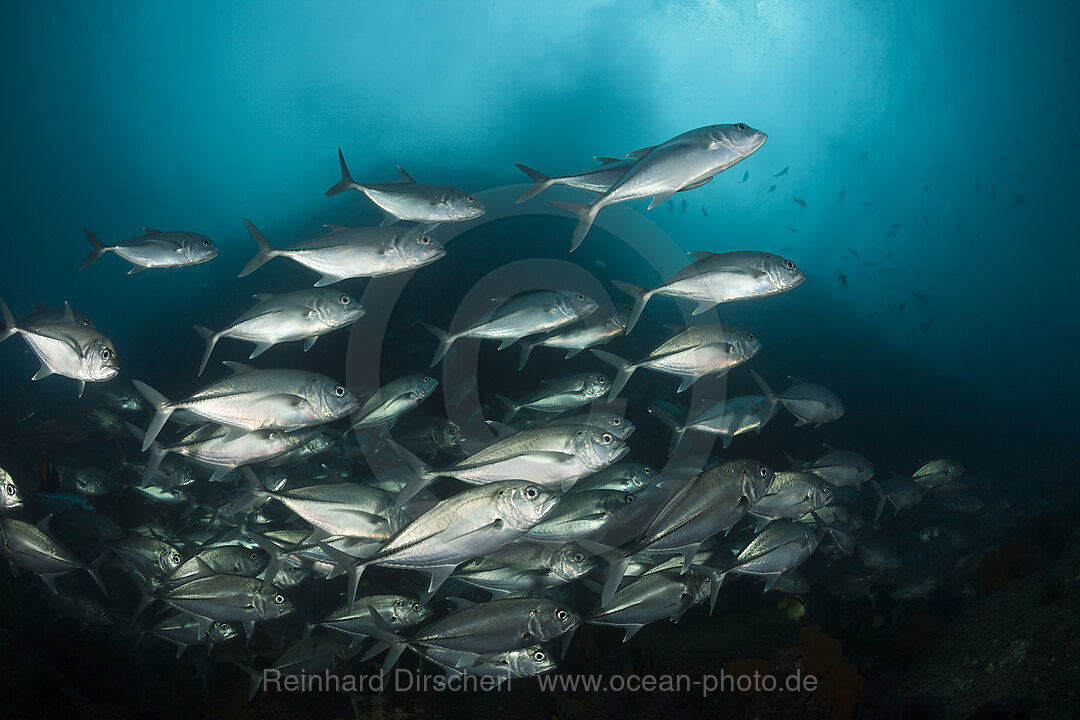 Schwarm Großaugen-Stachelmakrelen, Caranx sexfasciatus, Cabo Pulmo, Baja California Sur, Mexiko