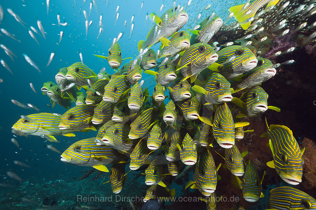 Schwarm Goldstreifen-Suesslippen, Plectorhinchus polytaenia, Raja Ampat, West Papua, Indonesien