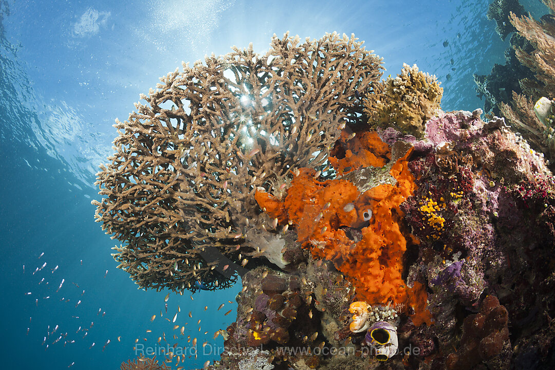 Tischkorallen im Riff, Acropora sp., Raja Ampat, West Papua, Indonesien