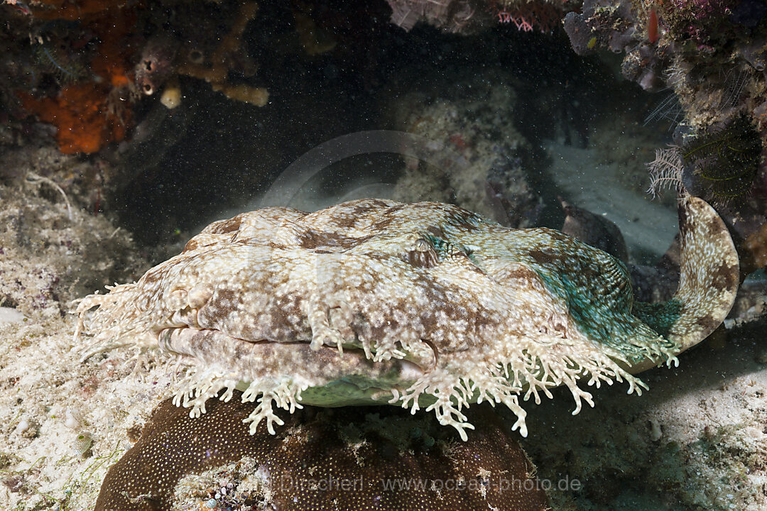 Fransen-Wobbegong, Eucrossorhinus dasypogon, Raja Ampat, West Papua, Indonesien