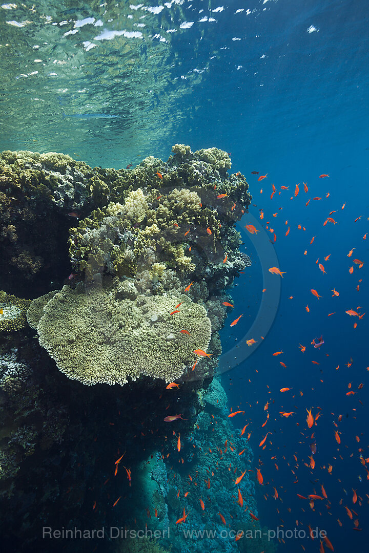 Hartkorallen am Riffdach, Brother Islands, Rotes Meer, Aegypten