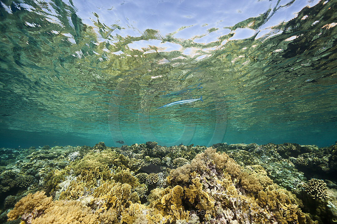 Hartkorallen am Riffdach, Brother Islands, Rotes Meer, Aegypten