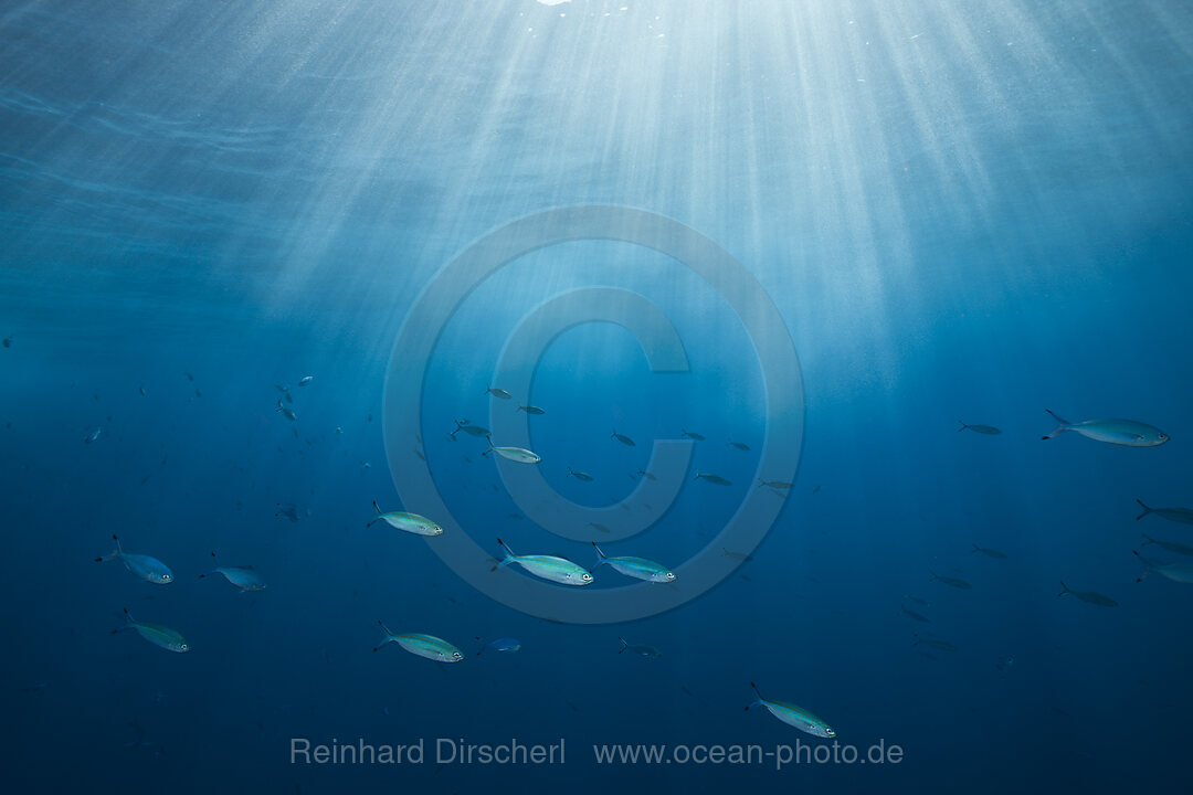 Sonnenstrahlen im Ozean, Brother Islands, Rotes Meer, Aegypten